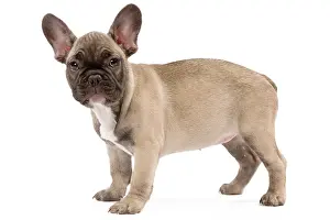 Labat: 80191971 Dog - French Bulldog Jean-Michel Labat
