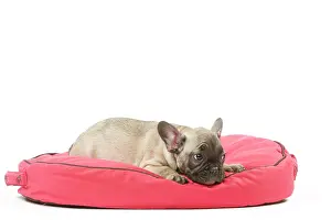 Labat: 80191973 Dog - French Bulldog Jean-Michel Labat