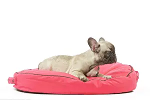 Labat: 80191974 Dog - French Bulldog Jean-Michel Labat