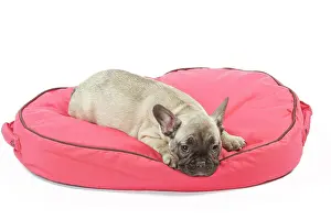 Labat: 80191975 Dog - French Bulldog Jean-Michel Labat
