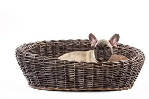 Labat: 80191976 Dog - French Bulldog Jean-Michel Labat