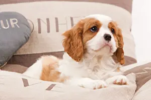 Cavalier: 80191979 Dog - Cavalier King Charles Spaniel Jean-Michel
