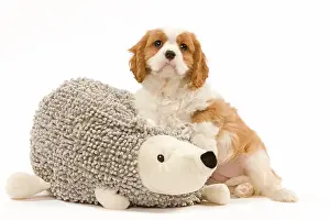 Cavalier: 80191980 Dog - Cavalier King Charles Spaniel Jean-Michel