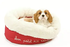 Cavalier: 80191981 Dog - Cavalier King Charles Spaniel Jean-Michel