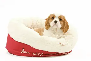 Cavalier: 80191982 Dog - Cavalier King Charles Spaniel Jean-Michel