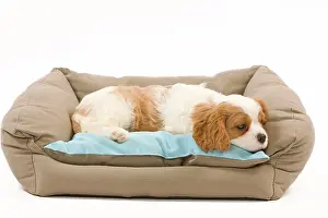 Cavalier: 80191983 Dog - Cavalier King Charles Spaniel Jean-Michel