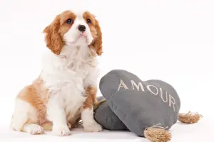 Cavalier: 80191984 Dog - Cavalier King Charles Spaniel Jean-Michel