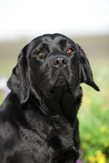 Labat: 80191985 Dog - Black Labrador Jean-Michel Labat