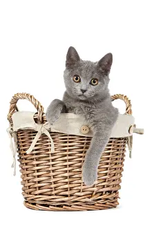 Basket: 80191988 Cat - Chartreux kitten in basket Jean-Michel