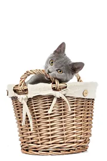 Basket: 80191989 Cat - Chartreux kitten in basket Jean-Michel