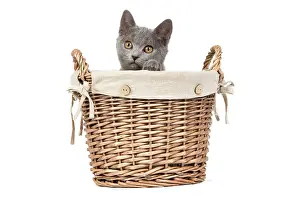 Basket: 80191990 Cat - Chartreux kitten in basket Jean-Michel