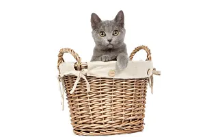 Basket: 80191991 Cat - Chartreux kitten in basket Jean-Michel