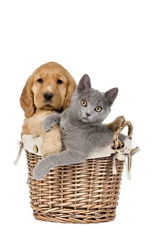 Cocker: 80191993 Dog & Cat - English Cocker Spaniel puppy