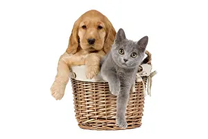 Cocker: 80191995 Dog & Cat - English Cocker Spaniel puppy