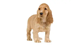 Cocker: 80191996 Dog - English Cocker Spaniel puppy Jean-Michel