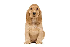 Cocker: 80191997 Dog - English Cocker Spaniel puppy Jean-Michel