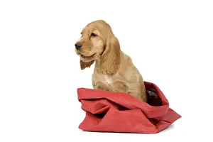 Cocker: 80191998 Dog - English Cocker Spaniel puppy Jean-Michel