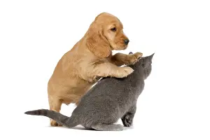 Cocker: 80192000 Dog & Cat - English Cocker Spaniel puppy