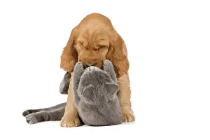 Cocker: 80192001 Dog & Cat - English Cocker Spaniel puppy