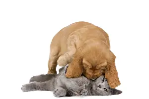 Cocker: 80192002 Dog & Cat - English Cocker Spaniel puppy