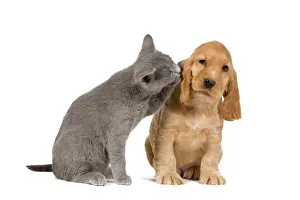 Cocker: 80192005 Dog & Cat - English Cocker Spaniel puppy