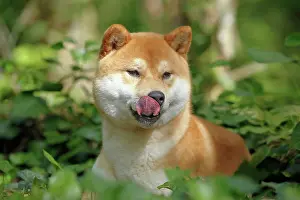Inus: 80192009 Dog - Shiba Inu Ardea_LA_47C8501 Jean-Michel