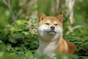 Inus: 80192010 Dog - Shiba Inu Ardea_LA_47C8506 Jean-Michel