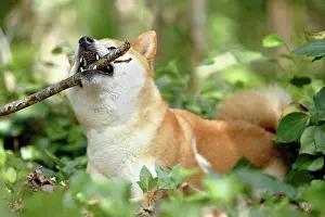 Inus: 80192011 Dog - Shiba Inu - with stick Ardea_LA_47C8534
