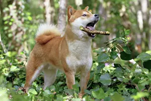 Inus: 80192012 Dog - Shiba Inu - with stick Ardea_LA_47C8566