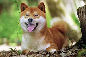 Inus: 80192013 Dog - Shiba Inu - mouth open Ardea_LA_47C8622