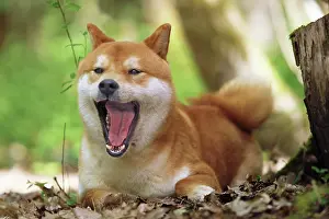 Inus: 80192014 Dog - Shiba Inu - mouth open - yawning