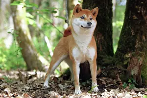 Inus: 80192015 Dog - Shiba Inu Ardea_LA_47C8663 Jean-Michel