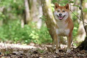 Inus: 80192016 Dog - Shiba Inu Ardea_LA_47C8673 Jean-Michel