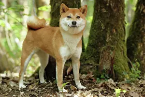 Inus: 80192017 Dog - Shiba Inu Ardea_LA_47C8702 Jean-Michel