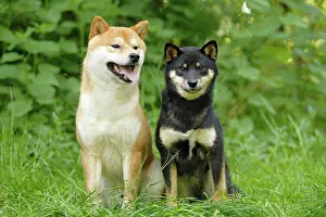 Inus: 80192018 Dog - Shiba Inu Ardea_LA_47C8838 Jean-Michel