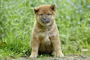 Inus: 80192019 Dog - Shiba Inu puppy Ardea_LA_47C8914