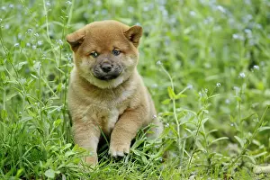 Inus: 80192020 Dog - Shiba Inu puppy Ardea_LA_47C8937