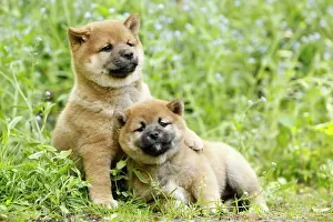 Inus: 80192021 Dog - Shiba Inu puppies Ardea_LA_47C8976