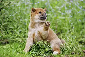 Inus: 80192022 Dog - Shiba Inu puppy Ardea_LA_47C9080