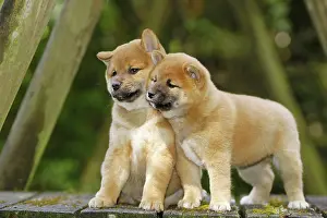 Inus: 80192023 Dog - Shiba Inu puppies Ardea_LA_47C9126