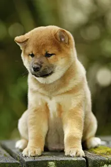 Inus: 80192024 Dog - Shiba Inu puppy Ardea_LA_47C9129
