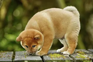 Inus: 80192025 Dog - Shiba Inu puppy Ardea_LA_47C9134