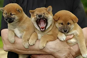 Inus: 80192026 Dog - Shiba Inu puppies Ardea_LA_47C9157