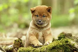 Inus: 80192027 Dog - Shiba Inu puppy Ardea_LA_47C9363