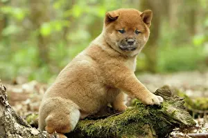 Inus: 80192028 Dog - Shiba Inu puppy Ardea_LA_47C9379