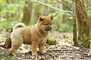 Inus: 80192029 Dog - Shiba Inu puppy Ardea_LA_47C9417