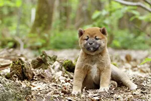 Inus: 80192030 Dog - Shiba Inu puppy Ardea_LA_47C9445