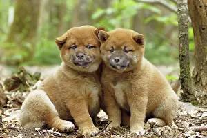 Inus: 80192031 Dog - Shiba Inu puppies Ardea_LA_47C9453