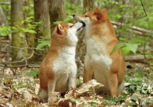 Inus: 80192032 Dog - Shiba Inu Ardea_LA_47C9564 Jean-Michel