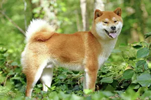 Inus: 80192033 Dog - Shiba Inu Ardea_LA_47C8471 Jean-Michel